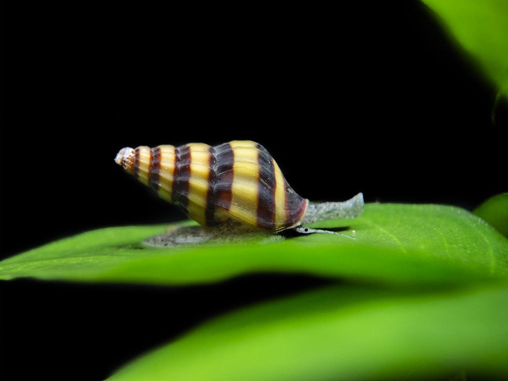 Predatory Snail: Clea helena (Anentome helena)